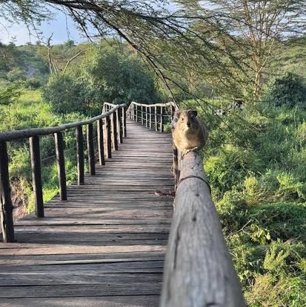 Emakoko bridge crossing through the surrounding landscape